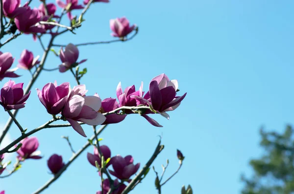 Schöne Blüten eines Magnolienbaums — Stockfoto