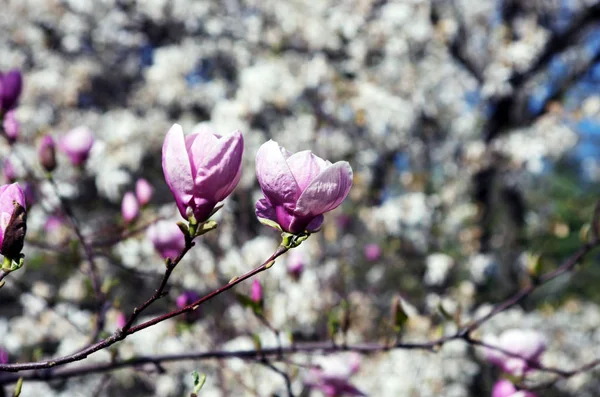 Beautiful Flowers of a Magnolia Tree — Stock Photo, Image