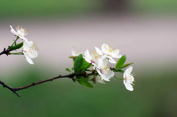 Fundo de flor de primavera - borda floral abstrata de folhas verdes — Fotografia de Stock
