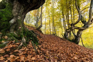 Dağ ormanında renkli sonbahar sahnesi