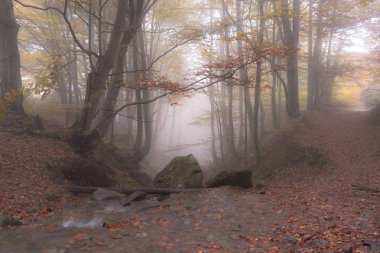 Kayın ormanlarında akarsu Karpatlar 'da altın bir sonbahar.