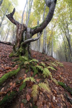 Dağ ormanında renkli sonbahar sahnesi