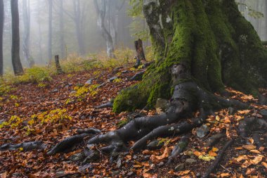 Dağ ormanında renkli sonbahar sahnesi