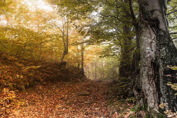 Colorful Autumn Scene Mountain Forest — Stock Photo, Image