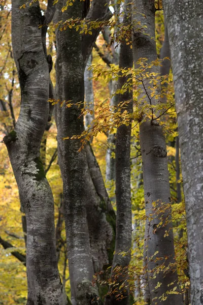 Барвиста Осіння Сцена Гірському Лісі — стокове фото