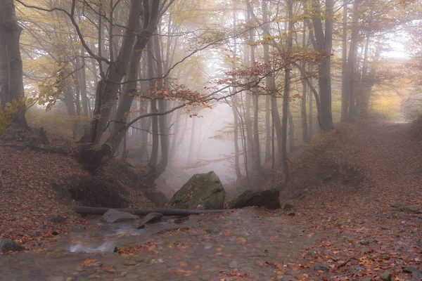 Strumień Lesie Bukowym Złotej Jesieni Karpatach — Zdjęcie stockowe