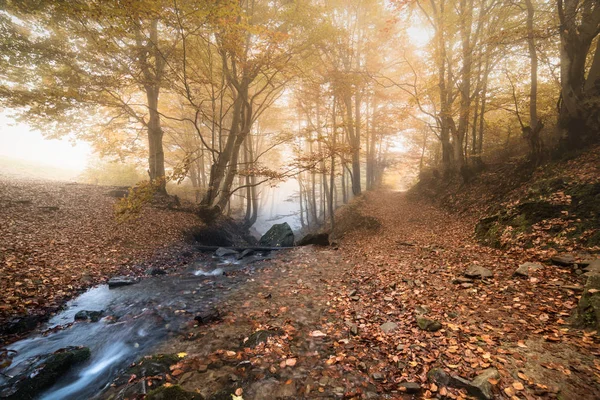 Fluxo Floresta Faia Outono Dourado Nos Cárpatos — Fotografia de Stock