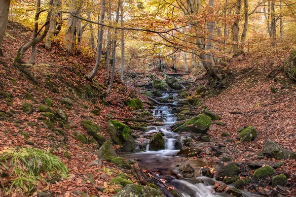 Strömma Bokskogen Gyllene Höst Karpaterna — Stockfoto