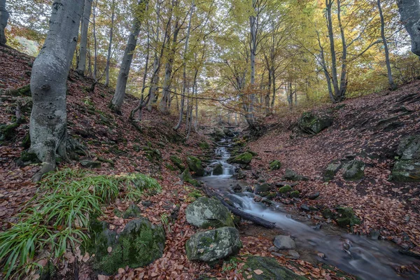 Stream Beech Forest Golden Autumn Carpathians — Stock Photo, Image