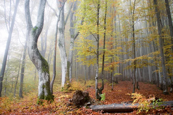 Barevná Podzimní Scéna Horském Lese — Stock fotografie