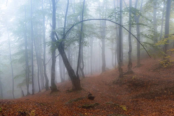 Красочная Осенняя Сцена Горном Лесу — стоковое фото