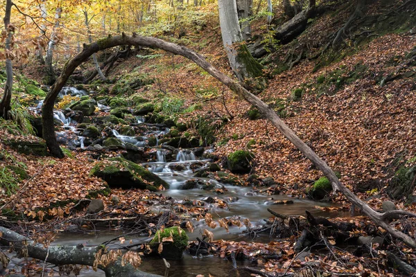 Stream Beech Forest Golden Autumn Carpathians — Stock Photo, Image