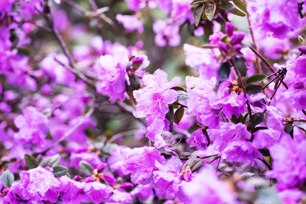 Naturalne Tło Kwiatu Niesamowity Widok Kolorowego Rododendronu Kwitnącego Ogrodzie Pod — Zdjęcie stockowe