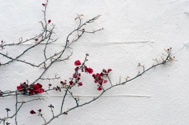 Beyaz Duvarda Kırmızı Çiçekler