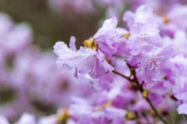 Doğal çiçek arkaplanı. Bahçede güneş ışığı altında açan renkli rododendron inanılmaz bir manzara. Bahar günü. Açık havada.. 