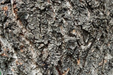 Tam çerçeve arka plan ağaç kabuğu bir doku