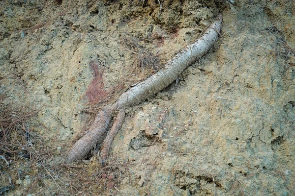 지상에 뿌리에 보기 — 스톡 사진