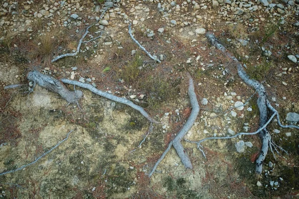 Blick auf Wurzeln im Boden — Stockfoto