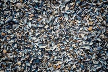  Sahilde çeşitli kabukları