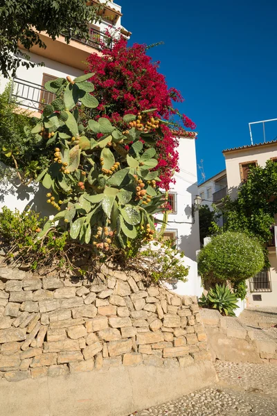 Witgekalkte huizen begroeid met bloeiende Bougainville — Stockfoto