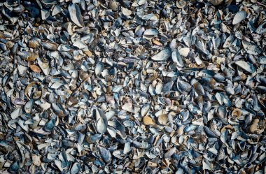 kabukları plajda çeşitli