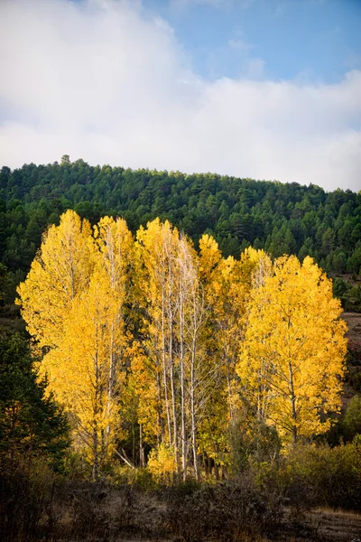Arbres jaunes dans la forêt de feuillus d'automne — Photo