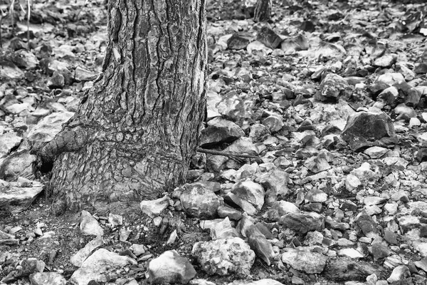 Floresta com árvores secas — Fotografia de Stock