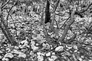 Orman yangını sonrası 