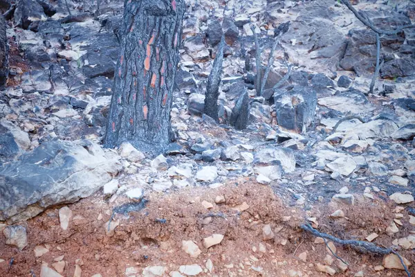 Consequências de incêndios florestais — Fotografia de Stock