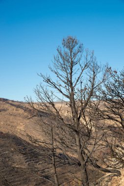 Orman yangını sonrası