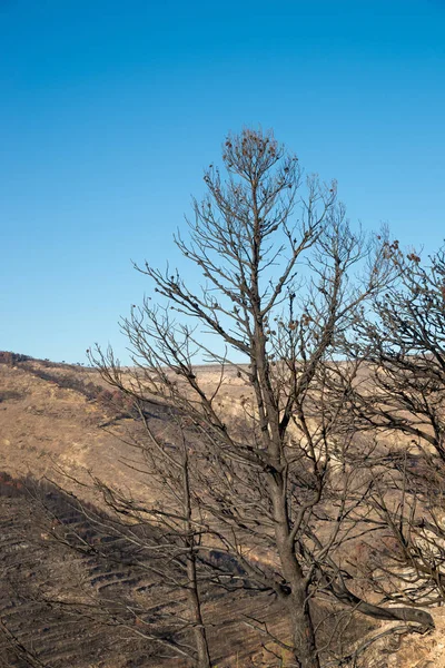 Consecuencias de incendios forestales — Foto de Stock