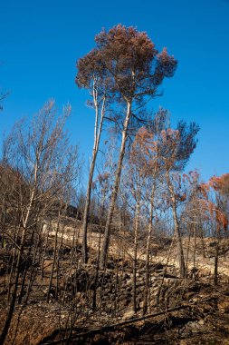 Sonrasında bir orman yangını