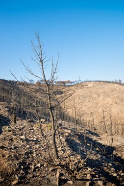 Sonrasında bir orman yangınları