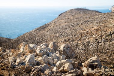 Orman yangını sonrası