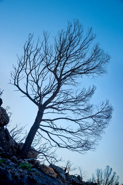 Aftermath of a forest fire — Stock Photo, Image