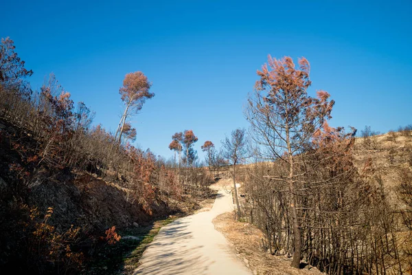 Efterdyningarna av en skogsbrand — Stockfoto