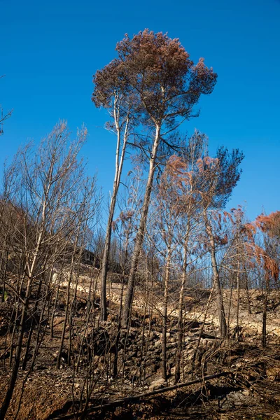 Consecuencias de un incendio forestal — Foto de Stock