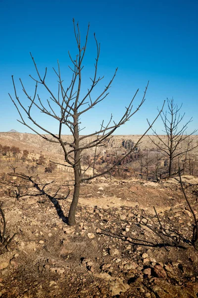 Efterdyningarna av en skog bränder — Stockfoto