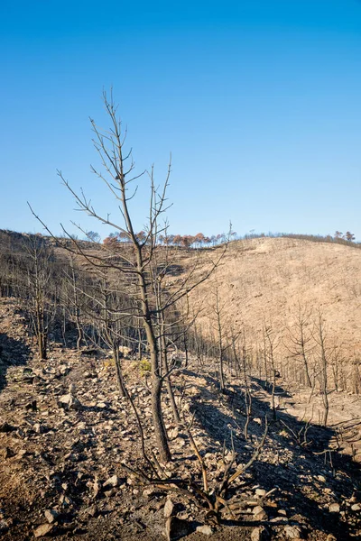 Sonrasında bir orman yangınları