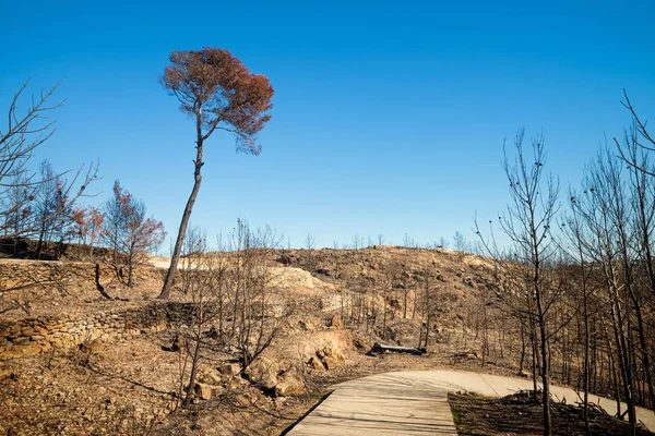 Consecuencias de un incendio forestal — Foto de Stock