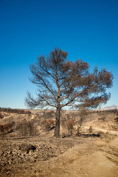 Efterdyningarna av en skog bränder — Stockfoto