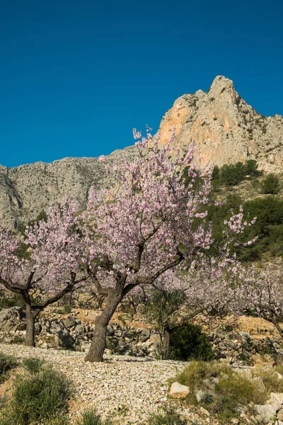 Almond tree blossom — Stock Photo, Image