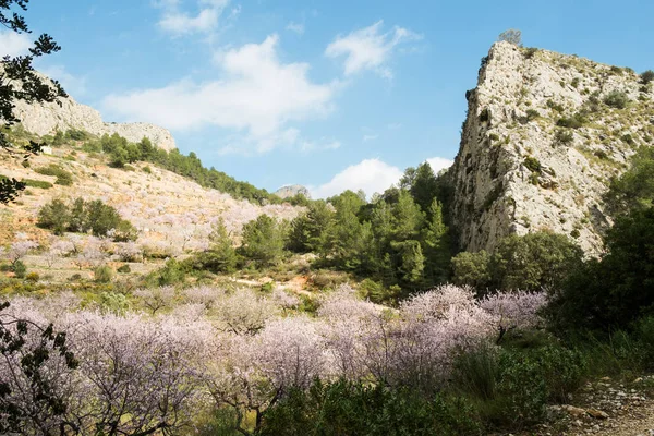 Amandelboom bloesem — Stockfoto