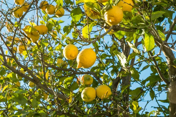 Lemon tree loaded with fresh fruit — Stock Photo, Image