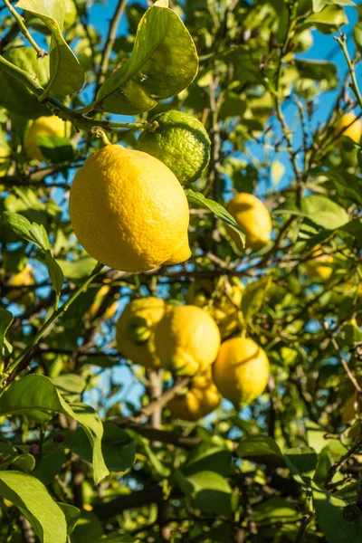 柠檬树满载新鲜水果 — 图库照片