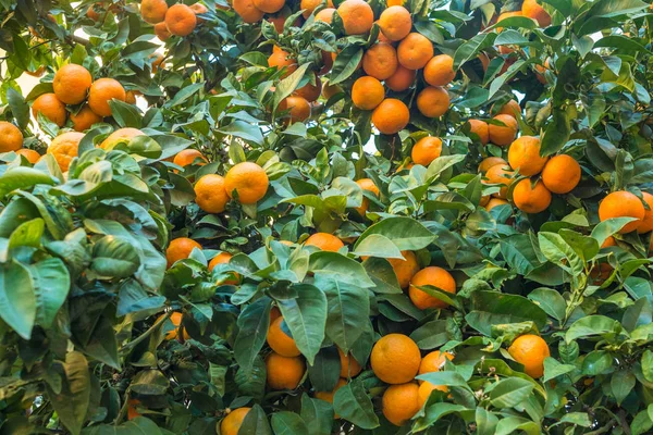 Апельсиновая плантация с фруктами — стоковое фото