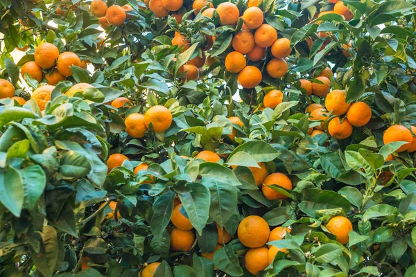 Orange plantation loaded with fresh fruit — Stock Photo, Image