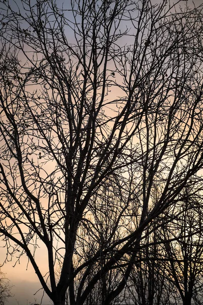 Беслистные Ветви Зимнего Времени Сумерках Фон — стоковое фото