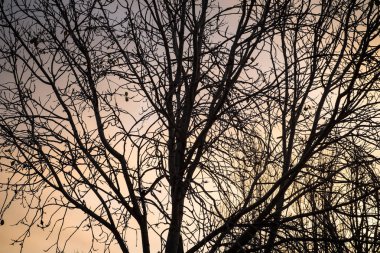 Yapraksız kış vakti alacakaranlıkta, bir arka plan şubeleri