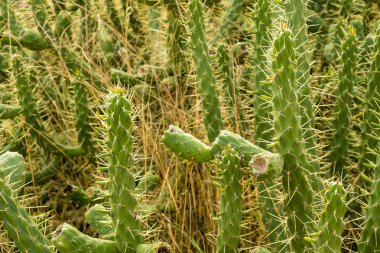 Bir sera içinde büyüyen kaktüsler, tam kare